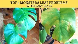 MONSTERA DELICIOSA TOP 5 PROBLEMS AND EASY FIXES