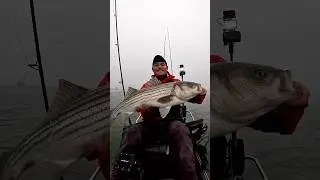How to fish with live bunker 101 