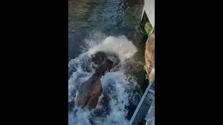 Бегимотик рад воде