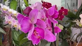 Кто и как цветёт 🌸👏