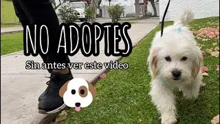 Antes de adoptar un perrito, mira este video