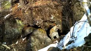 Тигр и леопард «отметились» при посещении одного грота \\ Tiger and leopard in one cave