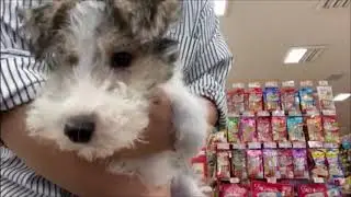 ペットショップ 犬の家 神戸店 「ワイヤー・フォックス・テリア」「113539」