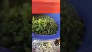 Процесс пошёл