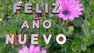 MEJOR Saludo de #AñoNuevo #felizanonovo #happynewyear2025 #felizañonuevo2025 #adios2024  #newyear