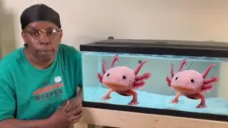 How to make a PERFECT Axolotl aquarium.​⁠