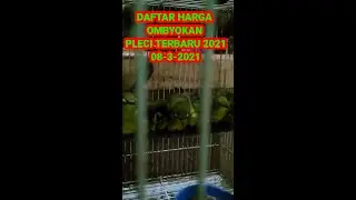 DAFTAR HARGA BURUNG PLECI TERBARU