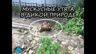 Мускусные утки в дикой природе