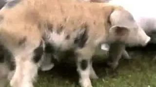 Open Rescue of 6 Piglets - Igualdad Animal heroics, Spain