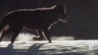 Montana Senate debates wolf management bills