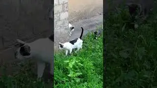 #кошки #бездомныекошки #котята