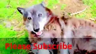 top 10  viral videos in the world most wanted