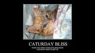 Funny Cat Memes that Can Probably Bring World Peace 51