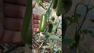 Бодрингга NPK ни фойдаси 😎