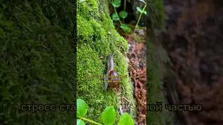 🍃ИЗБАВЬСЯ ОТ СТРЕССА ПРЯМО СЕЙЧАС🧘‍♂️‼️ #shortvideo #shorts #влоги #relaxing #meditation #природа