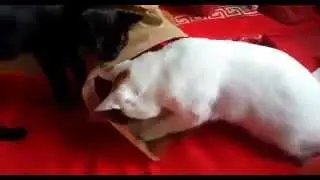 Cats in Love - Влюблённые