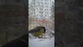 #синицы
