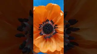 Anemone: middle. How to make from foamiran. #diy #handmade #flowers #eva #foam #handmadeflowers