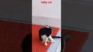 #shorts #cat #animals #cute #babycat