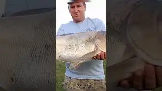 Большой толстолобик 