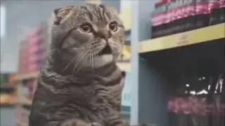 10 hours of Cats in a Netto Market // HD