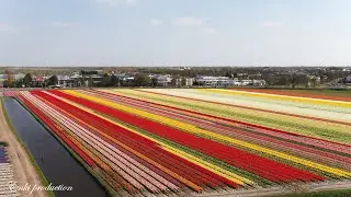 Tulips fields Bollenstreek 2020