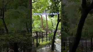 Relax☔️ #asmr #asmrrelaxing #naturesounds #relax #soundsofnature  #soundsofrain