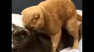 Feelings are so strong