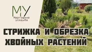 Стрижка и обрезка хвойных растений