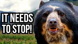 3 Tragic Human Wildlife Conflicts From Around The World