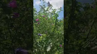 As the Life of a Flower (cover)