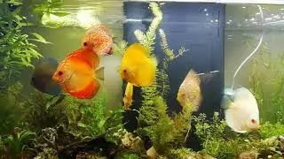 Peces disco Aquatlantis Aquadream 100 litros