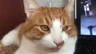 Умиротворяющее мурлыкание кошки/кота Релакс, спокойствие, loves cats
