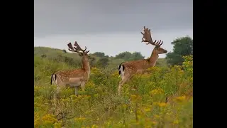 AMSTERDAMSE WATERLEIDINGDUINEN 21/7/2024 INCL. ONDERWATERBEELDEN
