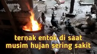 Cara mengatasi kematian entok di musim hujan,