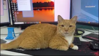 Cat in the office