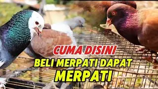 BELI MERPATI DAPET INI‼️