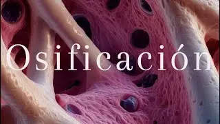 Clase de Tejido Óseo PARTE 2