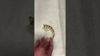 The disappearing Sandfish Skink!