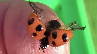 #12 てんとう虫 | Ladybug | божья коровка