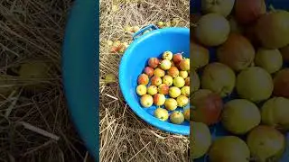 Тридцать шесть груш в синий таз 6-ого Сентября