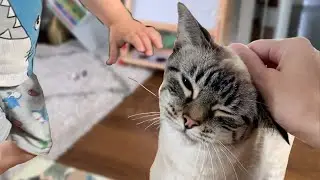 Teaching my Toddler to be Nice to Cats