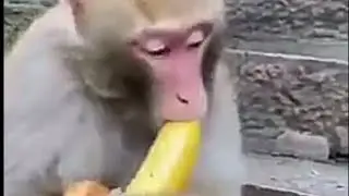 hhhh so cute monkey #picopockyanimals #animals