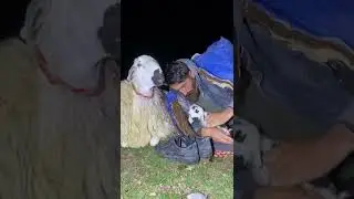 Koyunu neden bağladım sizce