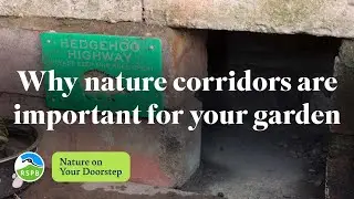 Why nature corridors are important for your garden | RSPB Nature on Your Doorstep