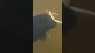 Собираю блёсна под водой