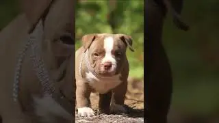 Булли шоколадка  #americanbully