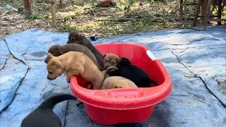 Cute puppies, these little puppies have grown up so fast and are running around happily.