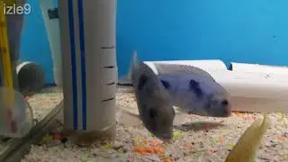 Akvaryum Berraklaştırmak Su Değiştirmeden  Dip Çekmeden