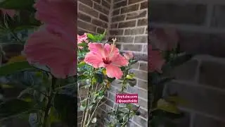 Pink Hibiscus Tree Blooming #seedtolife #aseedtolife #seedtolife20